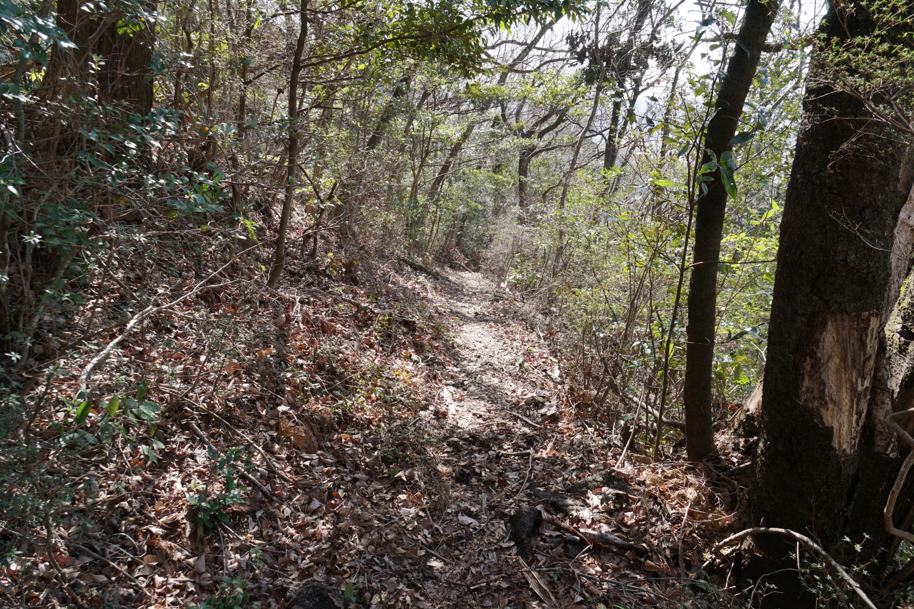仏が峠、いの町、トレッキング、登山、リアル高知