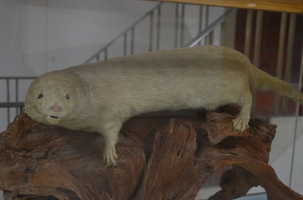 �j�z���J���E�\